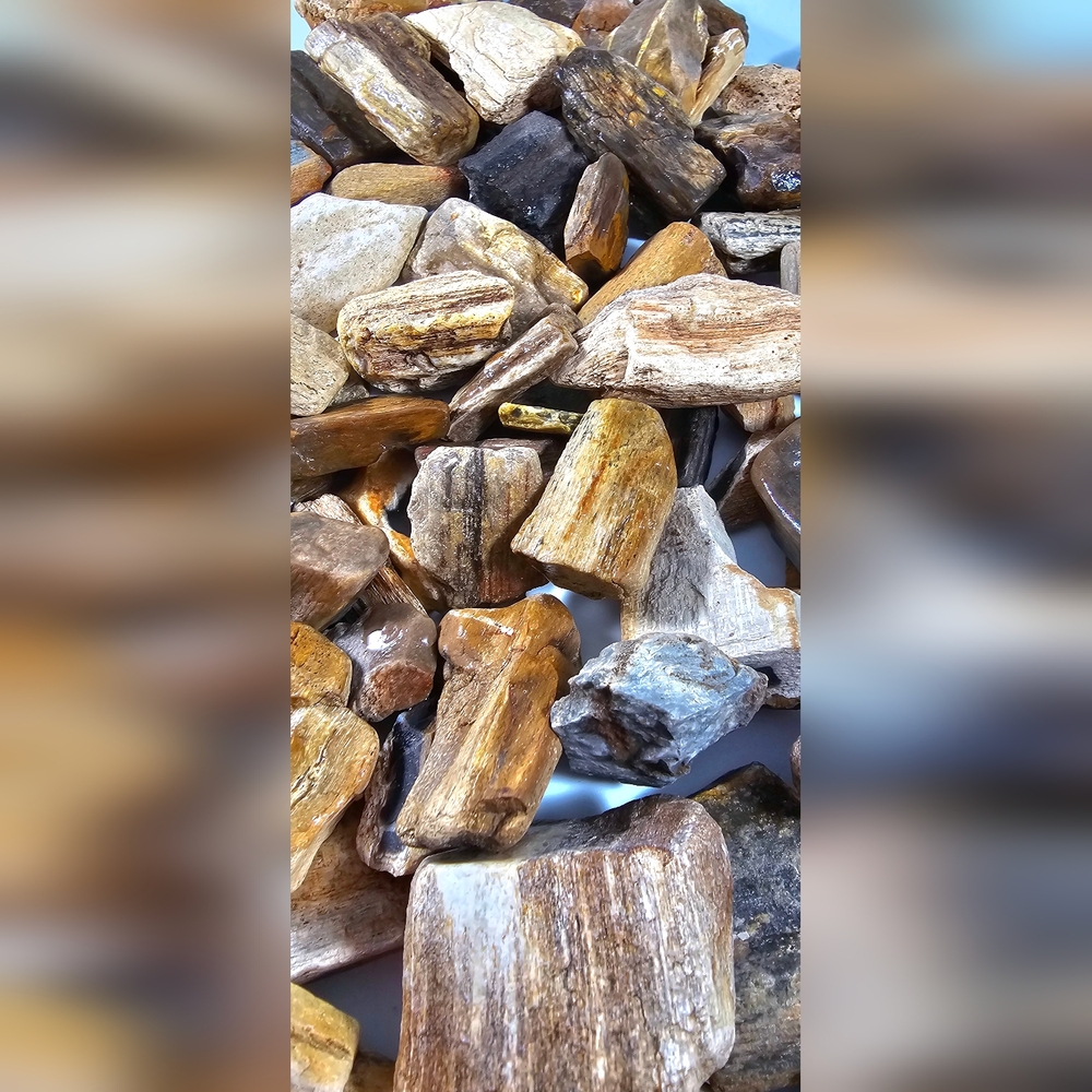 Raw, Rough Petrified Wood for Tumbling 1 To 2 inch pieces 1 lb